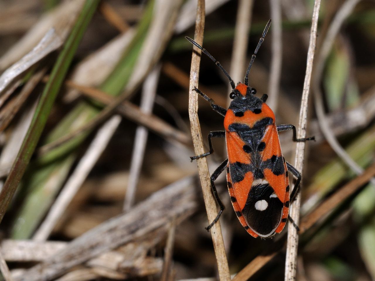 Lygaeus equestris